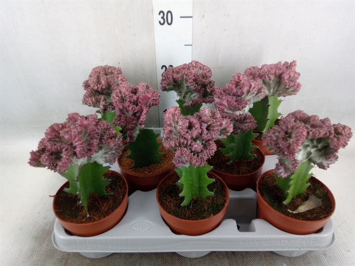 <h4>Euphorbia lactea</h4>