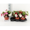 arr8 Mandevilla Ov Mix In Pot