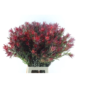 Leucad Sal Blush Xxl