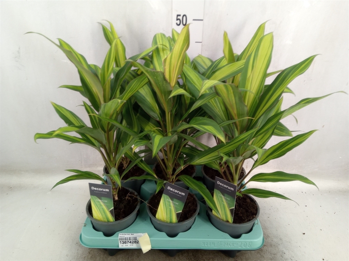 <h4>Cordyline fruti. 'Kiwi'</h4>