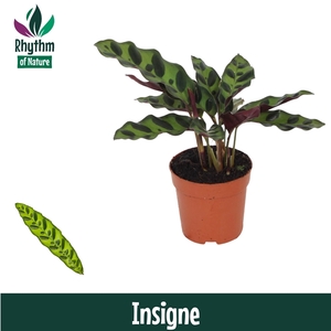 Calathea 7cm Insigne (Lancifolia)