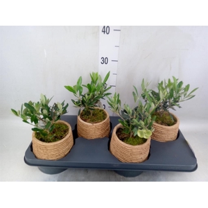 Arr.   Kamerplant Groen L%