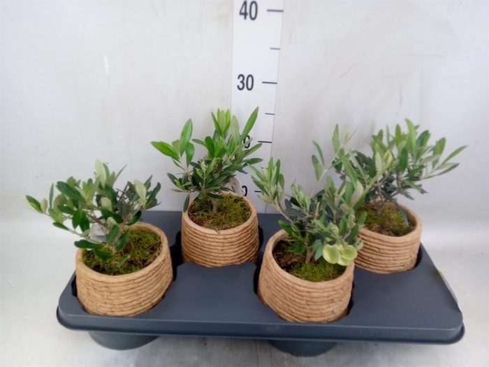 <h4>Arr.   Kamerplant Groen L%</h4>