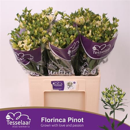 Alst Fl Pinot 60cm