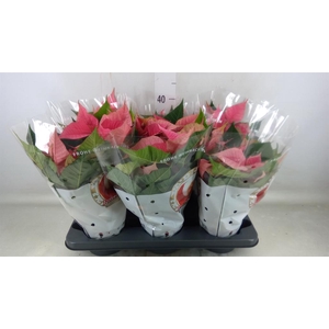 Euphorbia pulc. 'Christ Feel Pink'