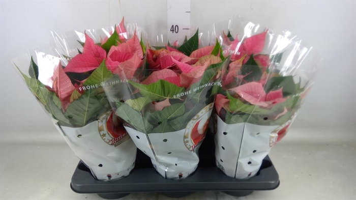 <h4>Euphorbia pulc. 'Christ Feel Pink'</h4>