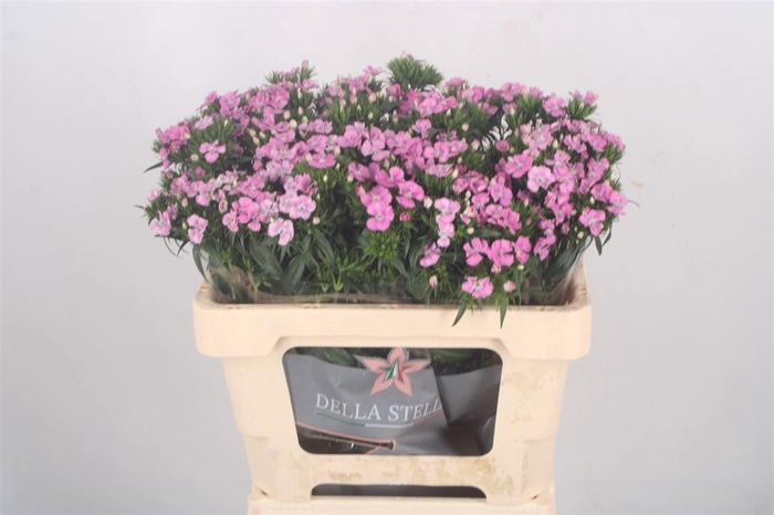 <h4>DI BARB AM ROSE</h4>