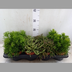 Rhipsalis   ...mix