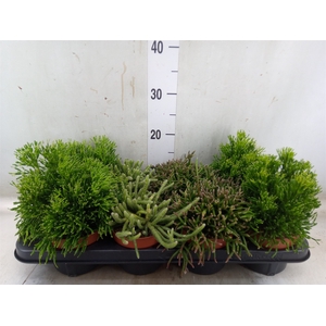Rhipsalis   ...mix