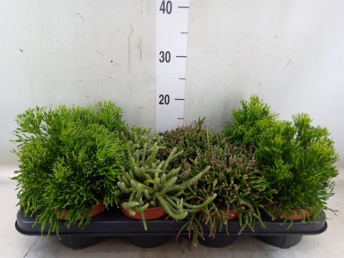 <h4>Rhipsalis   ...mix</h4>