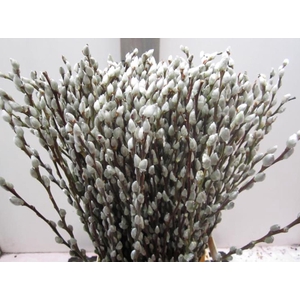 Salix Katje Naturel L70
