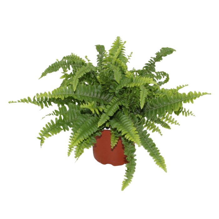 <h4>Nephrolepis exaltata 'Green Lady'</h4>