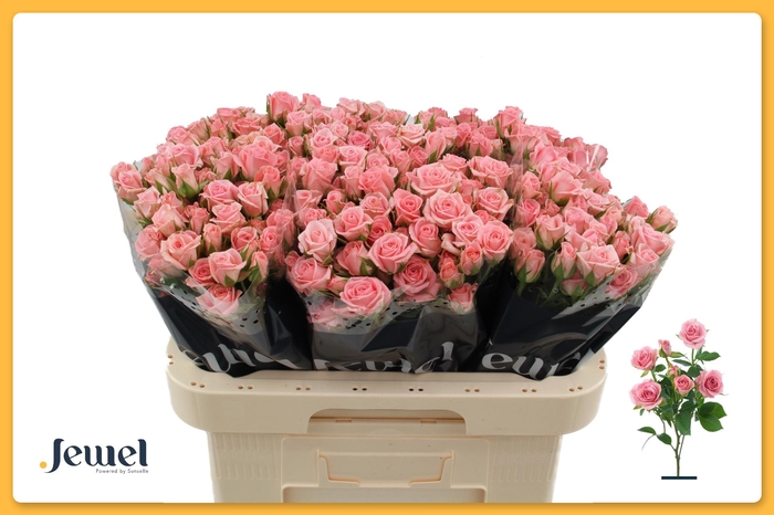 <h4>R TR ODILIA Water</h4>