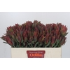 Leucadendron Highlight