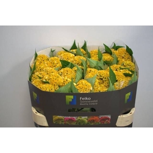 CELOSIA ARG. CR 'ACT INCA'