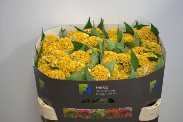 <h4>CELOSIA ARG. CR 'ACT INCA'</h4>