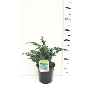 Juniperus squamata Meyeri
