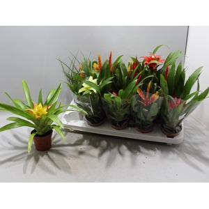 BROMELIA GEM 13 SRT