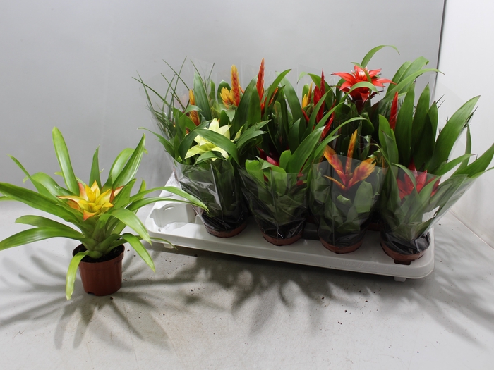 BROMELIA GEM 13 SRT