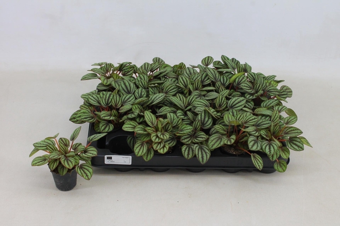 arr8 Pep Al Piccolo Banda