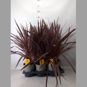 Cordyline austr. 'Red Star'