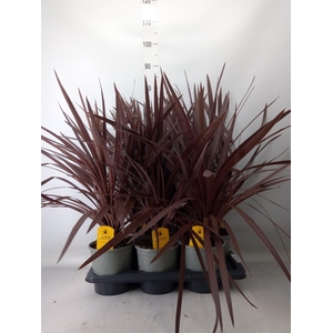 Cordyline austr. 'Red Star'