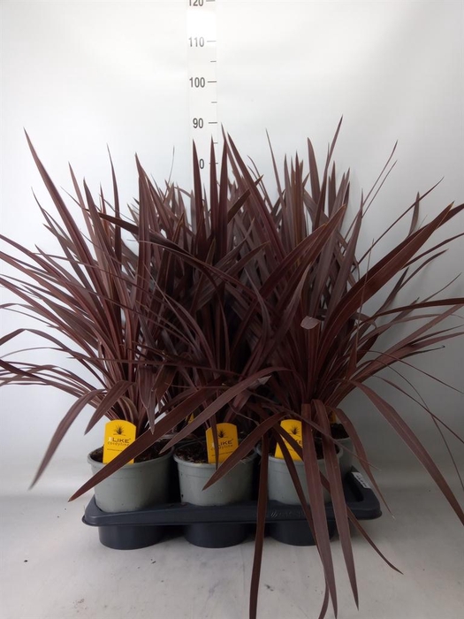 <h4>Cordyline austr. 'Red Star'</h4>