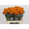 Tagetes Marigold Promise Orange
