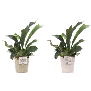 Platycerium Bif. in P&PURE Juliette ceramics ass.2