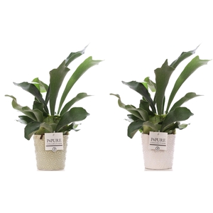 Platycerium Bif. in P&PURE Juliette ceramics ass.2