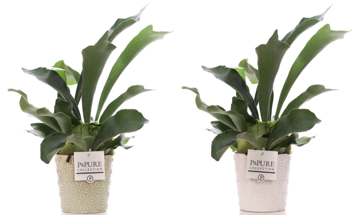 <h4>Platycerium Bif. in P&PURE Juliette ceramics ass.2</h4>