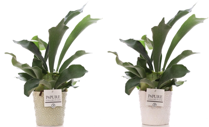 <h4>Platycerium Bif. in P&PURE Juliette ceramics ass.2</h4>