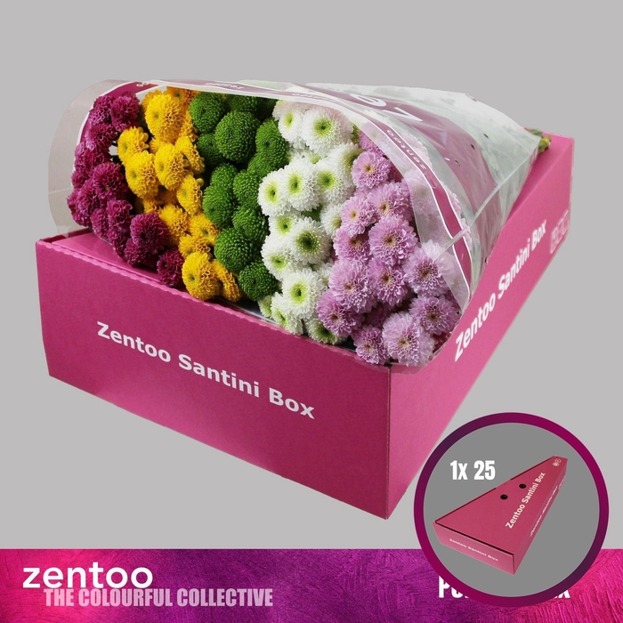 <h4>Chrysanthemum SA   ...mix pompon</h4>