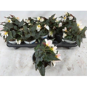 BEGONIA WATRFALLA BICOLOR