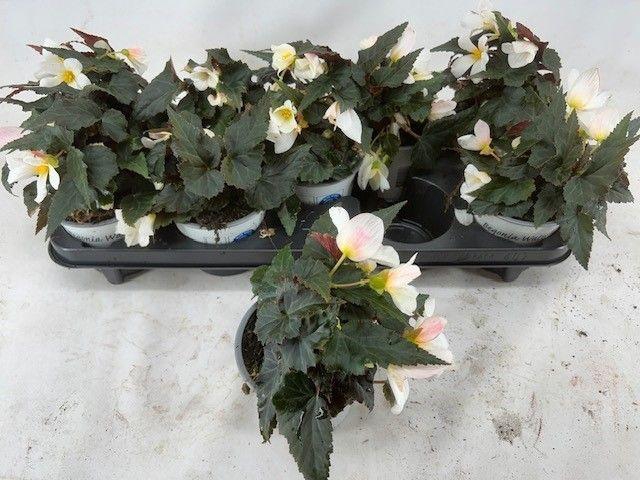<h4>BEGONIA WATRFALLA BICOLOR</h4>