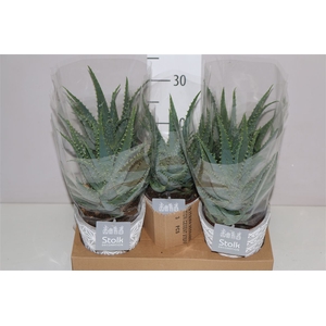 Aloe Arborescens In Star Keramiek