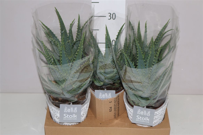 <h4>Aloe Arborescens In Star Keramiek</h4>