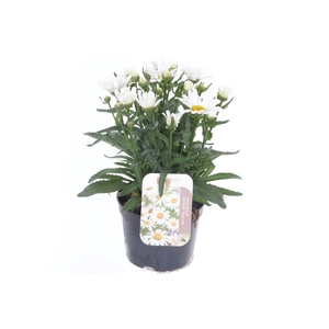 Leucanthemum Snow Lady