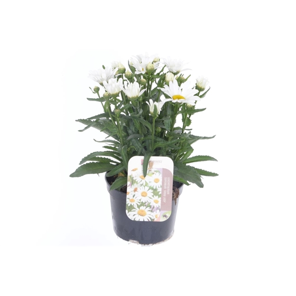 <h4>Leucanthemum Snow Lady</h4>