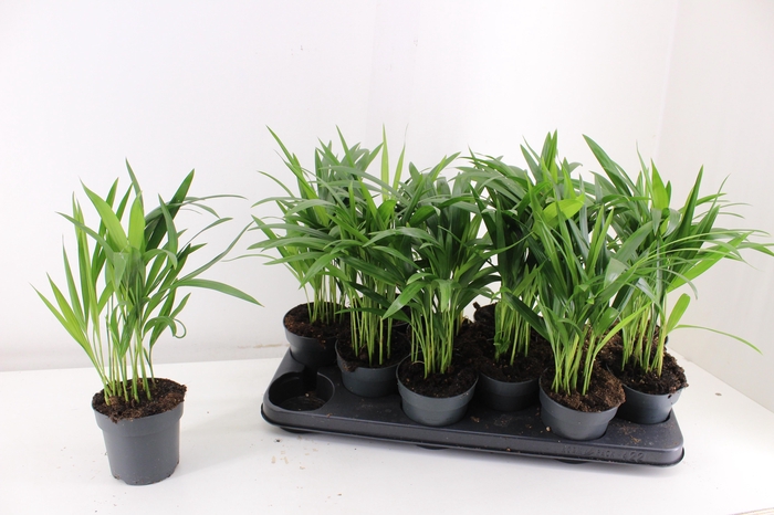 <h4>DYPSIS LUTESCENS</h4>