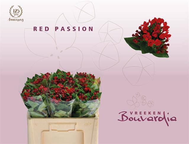 <h4>Bou En Red Passion</h4>