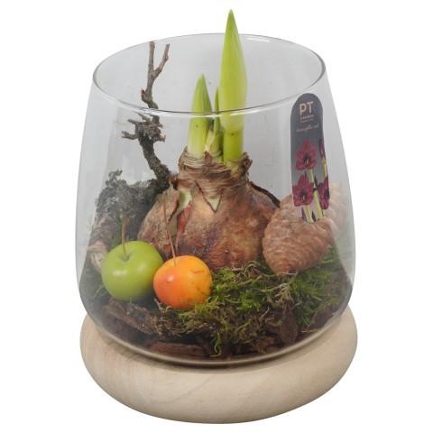 <h4>PTAA8807 Arrangement Amaryllis in glazen vaas</h4>
