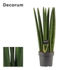 Sansevieria Cylindrica 14 cm Straight (Decorum)