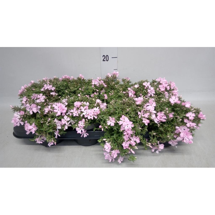 <h4>Phlox sub. 'Fabulous Rose'</h4>