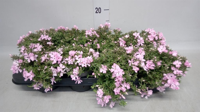 <h4>Phlox sub. 'Fabulous Rose'</h4>