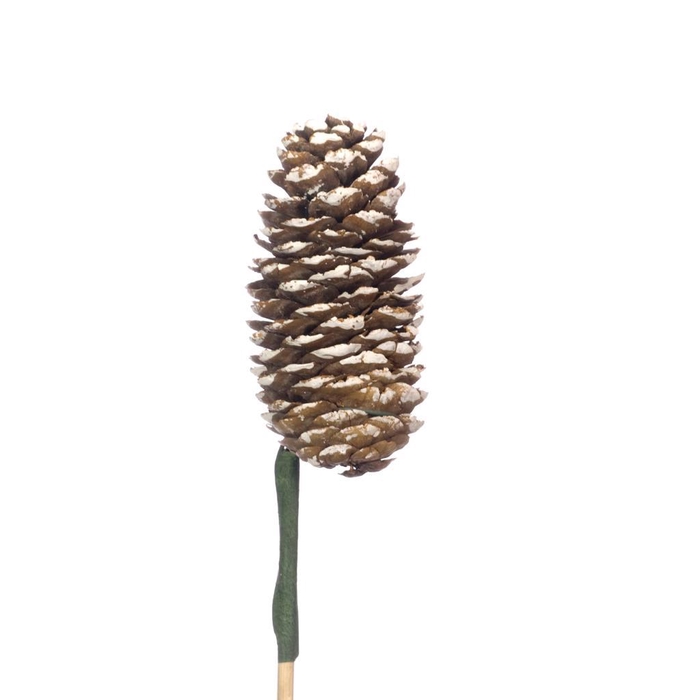 <h4>Rai Cone O/s 10pc W.tip</h4>