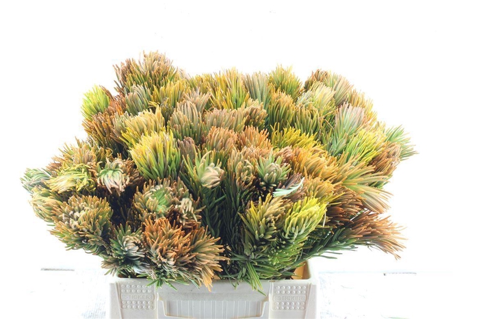 <h4>Kaaps Retzia</h4>