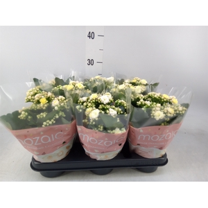 Kalanchoe blos. 'Deco Tweed'