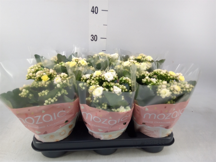 <h4>Kalanchoe blos. 'Deco Tweed'</h4>