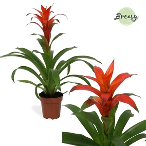 Guzmania Suerte Orange